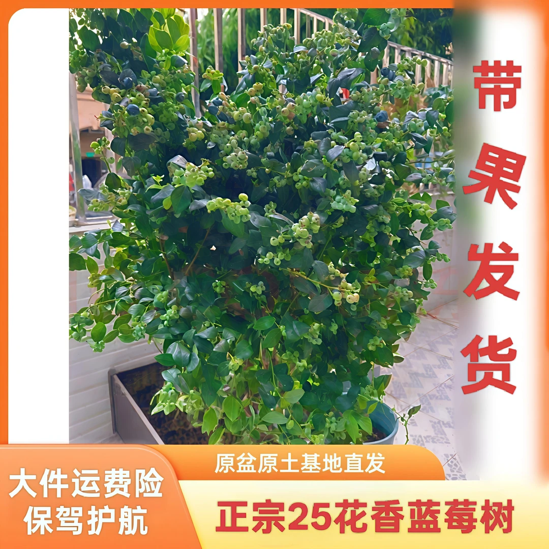 【25花香蓝莓树】2年苗情带花带果盆栽地栽原盆原土基地直发