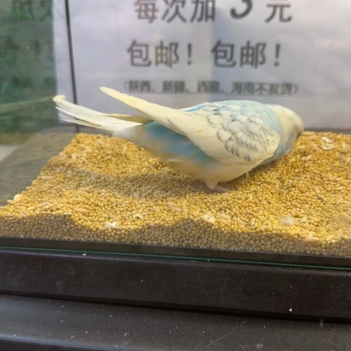 虎皮鹦鹉大头虎皮鹦鹉