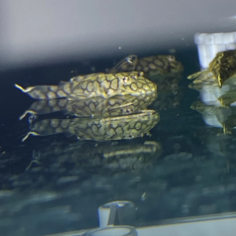 付邮费送瑕疵刀锋胡子鱼3厘米左右