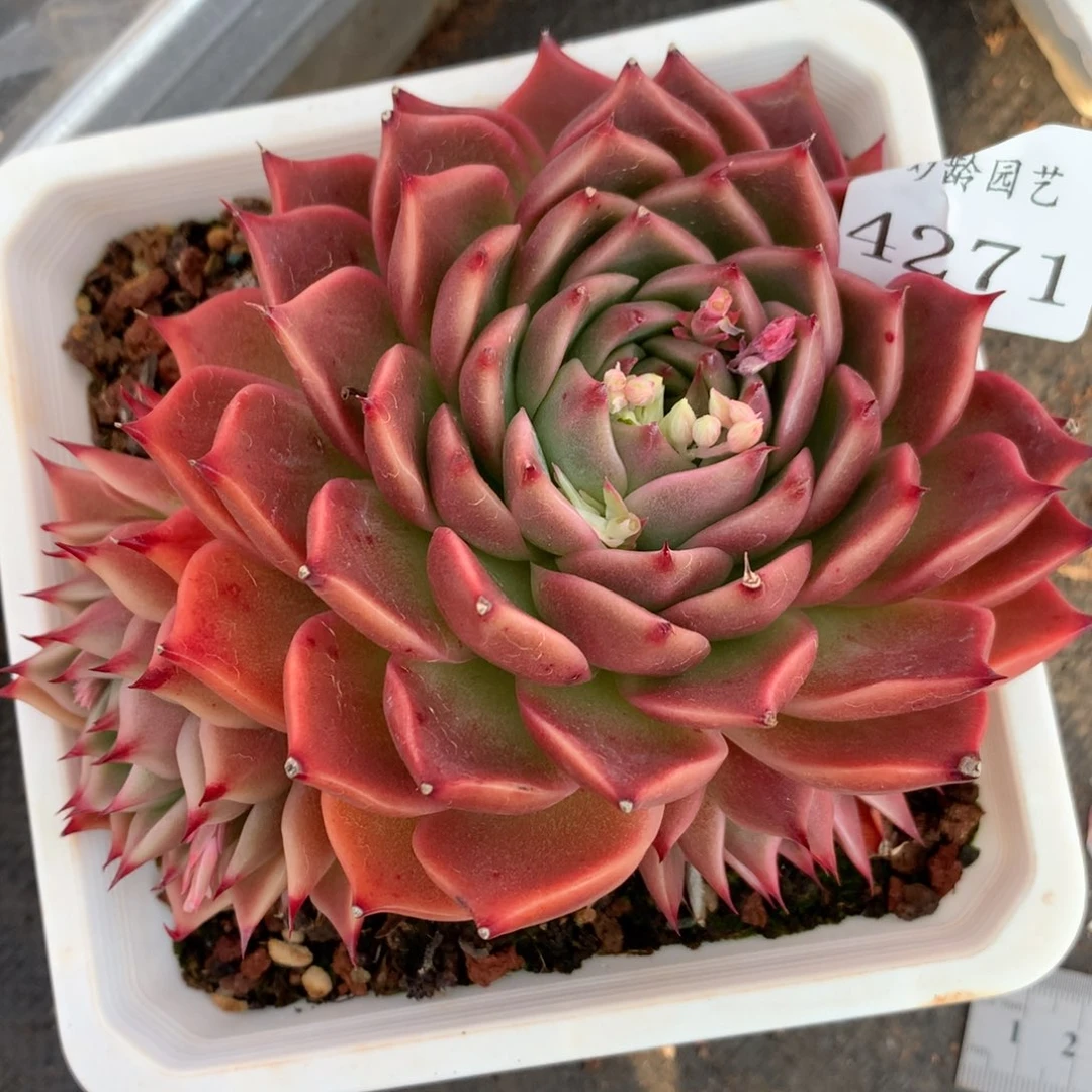 4271杂交多肉植物