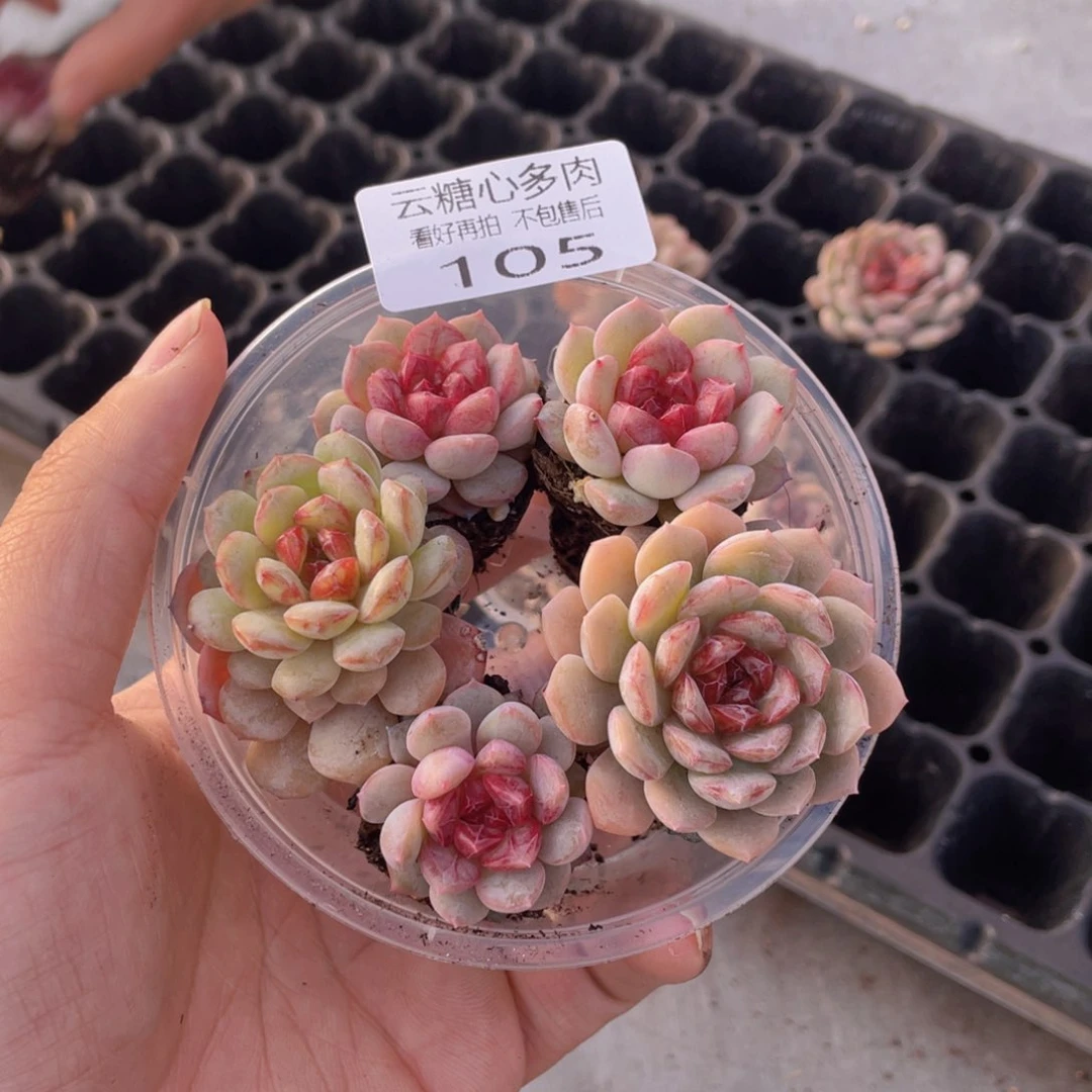 云糖心多肉植物105