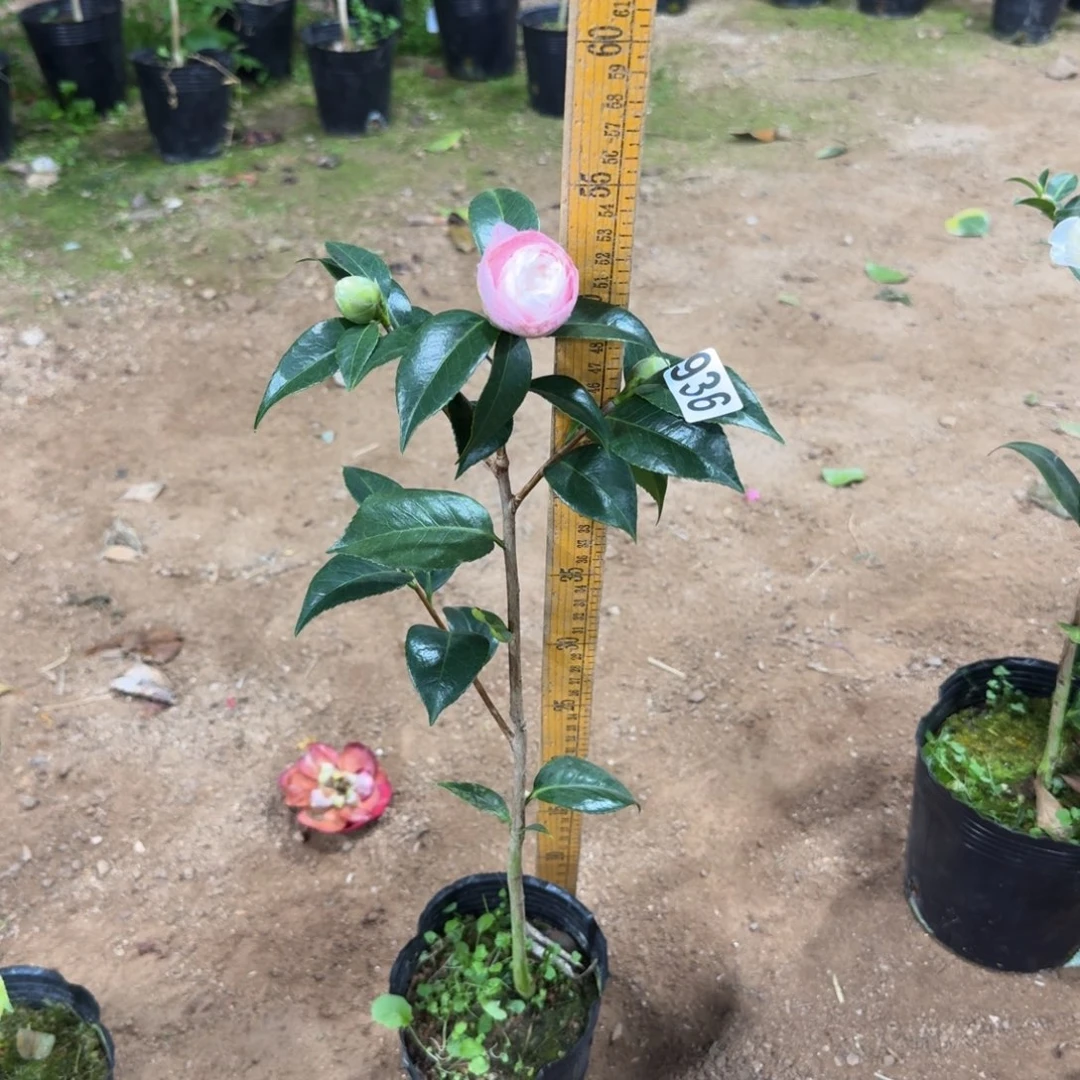 少量花朵（建议范围：2朵-5朵 或40%以下）936雀斑