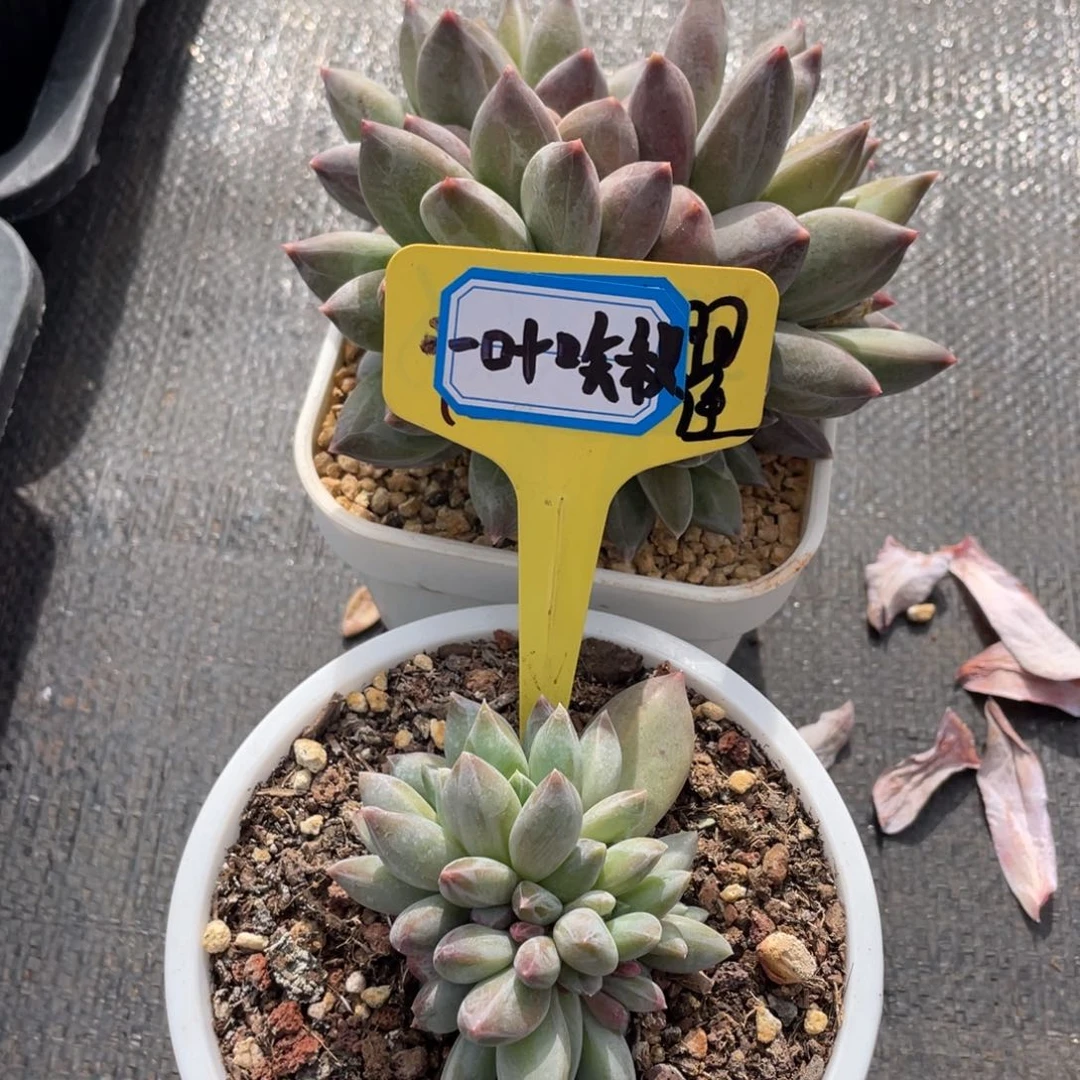 一****q多肉植物3698652