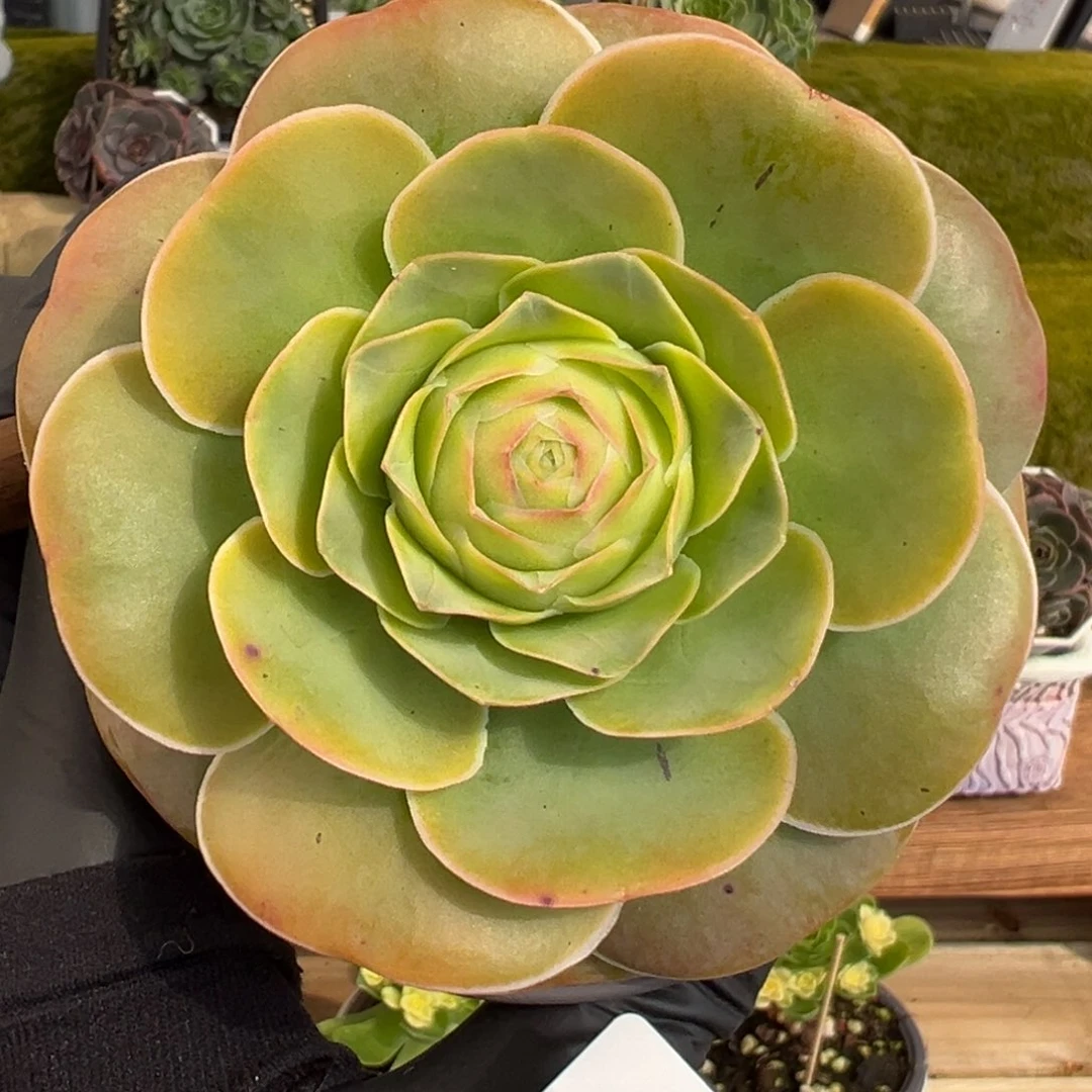 888禧桃优选8厘米