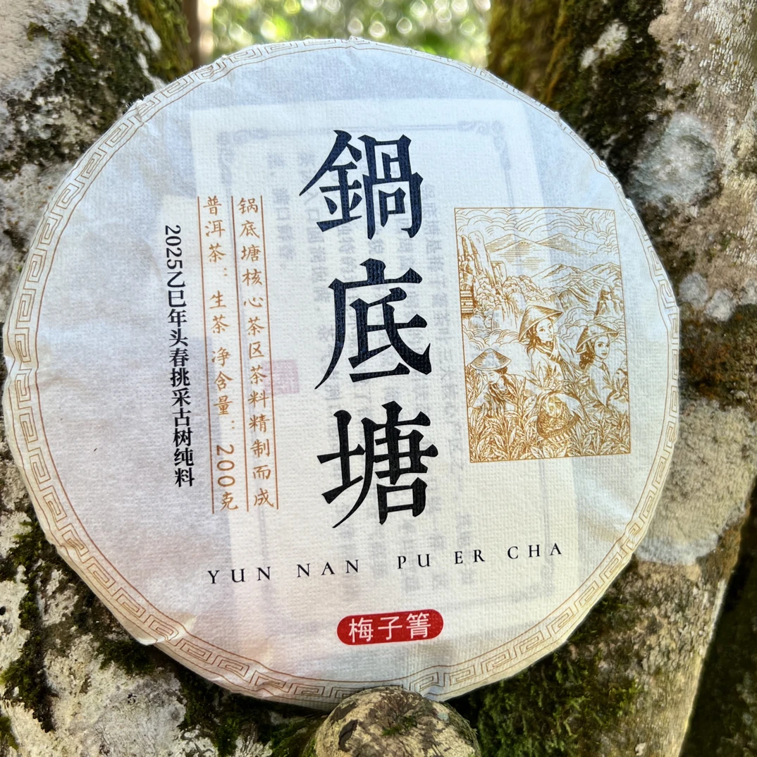 【梅子箐51号】2025年梅子箐第一核心产区锅底塘头春古树纯料200g饼