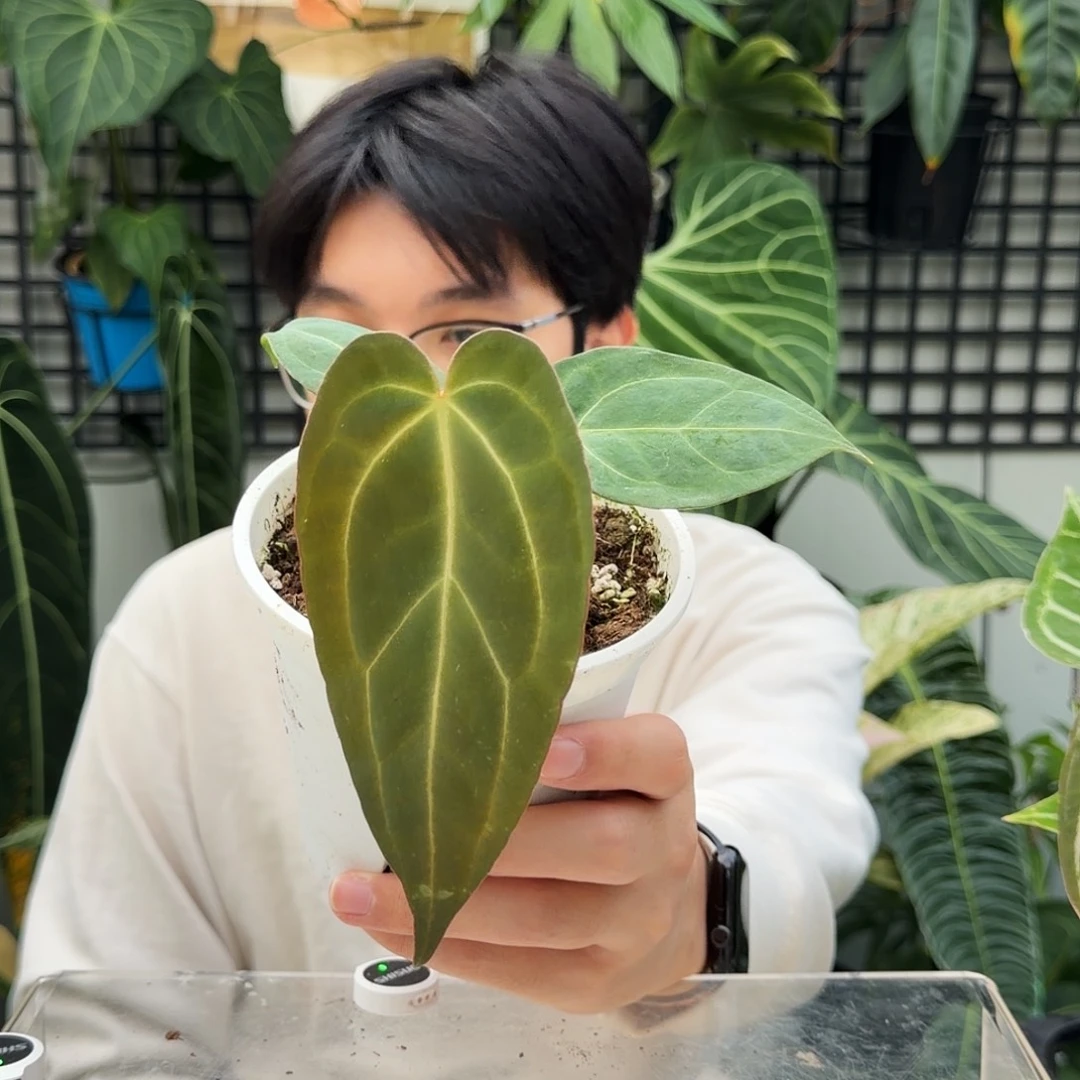 完全开放P16卡拉杂黑水晶