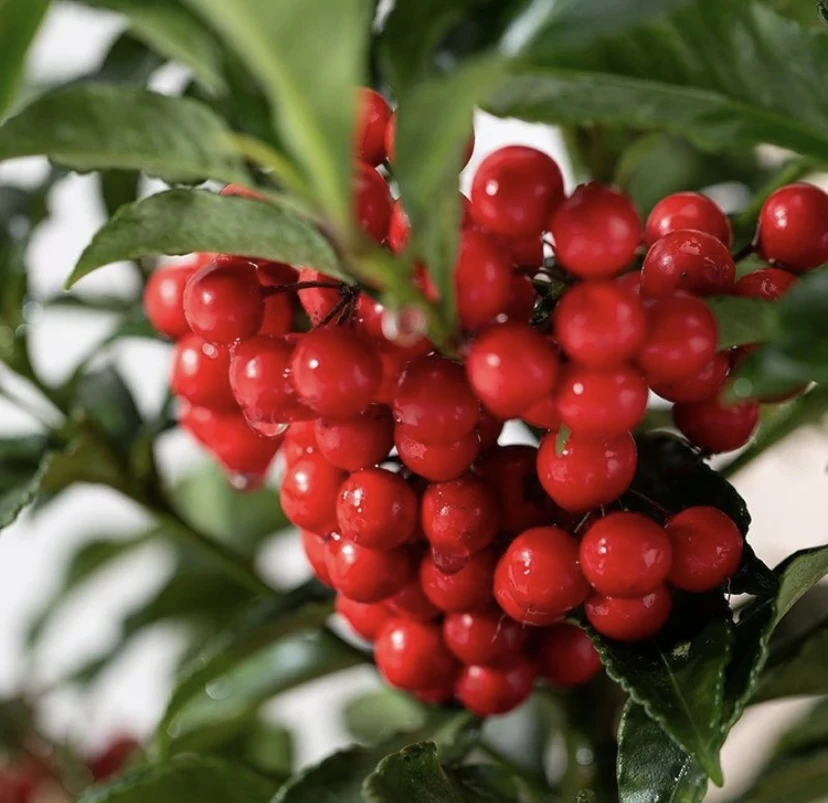 【富贵籽】带果发货 室内高端盆景 耐寒耐热