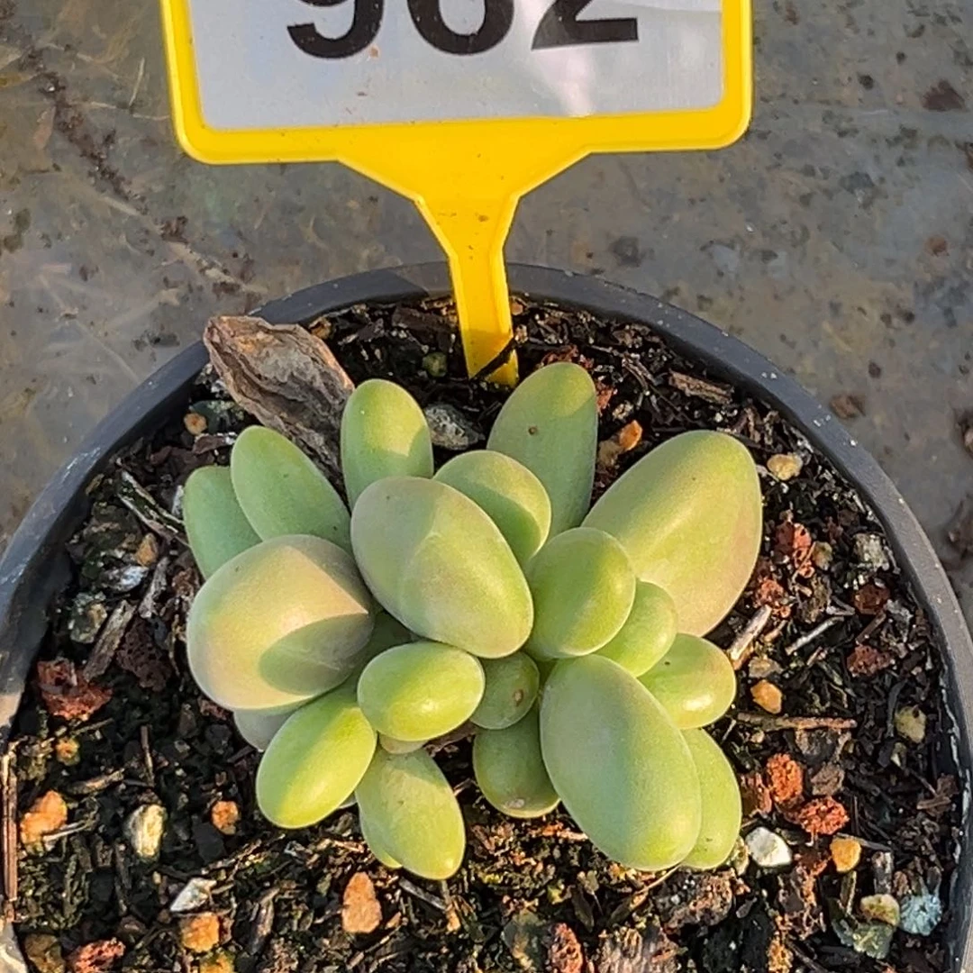 多肉植物芒果奶群962