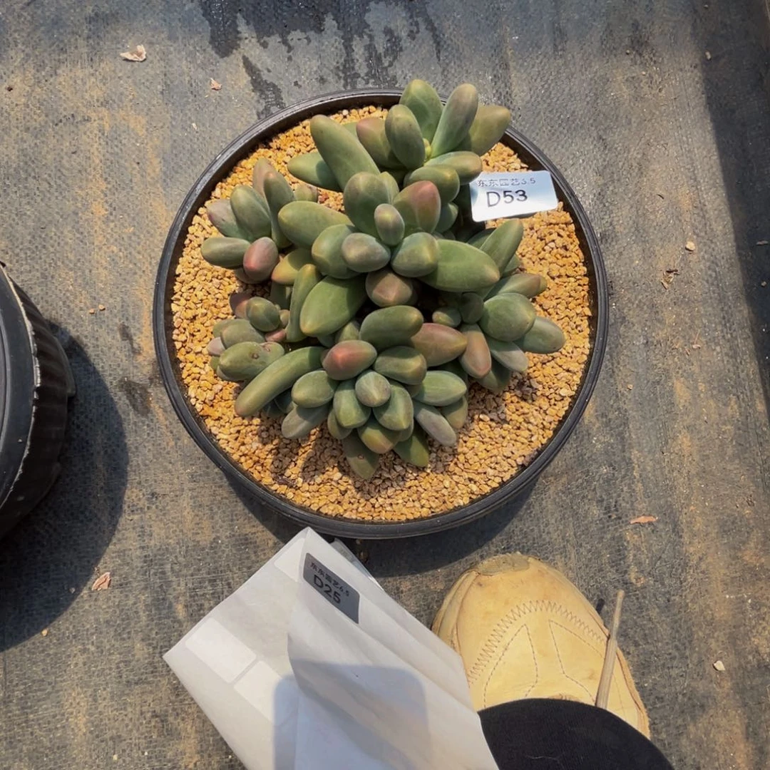 Ö*f f d d d d d d d d 53