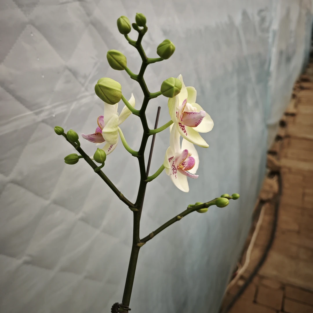 单箭3.0绿熊蝴蝶兰