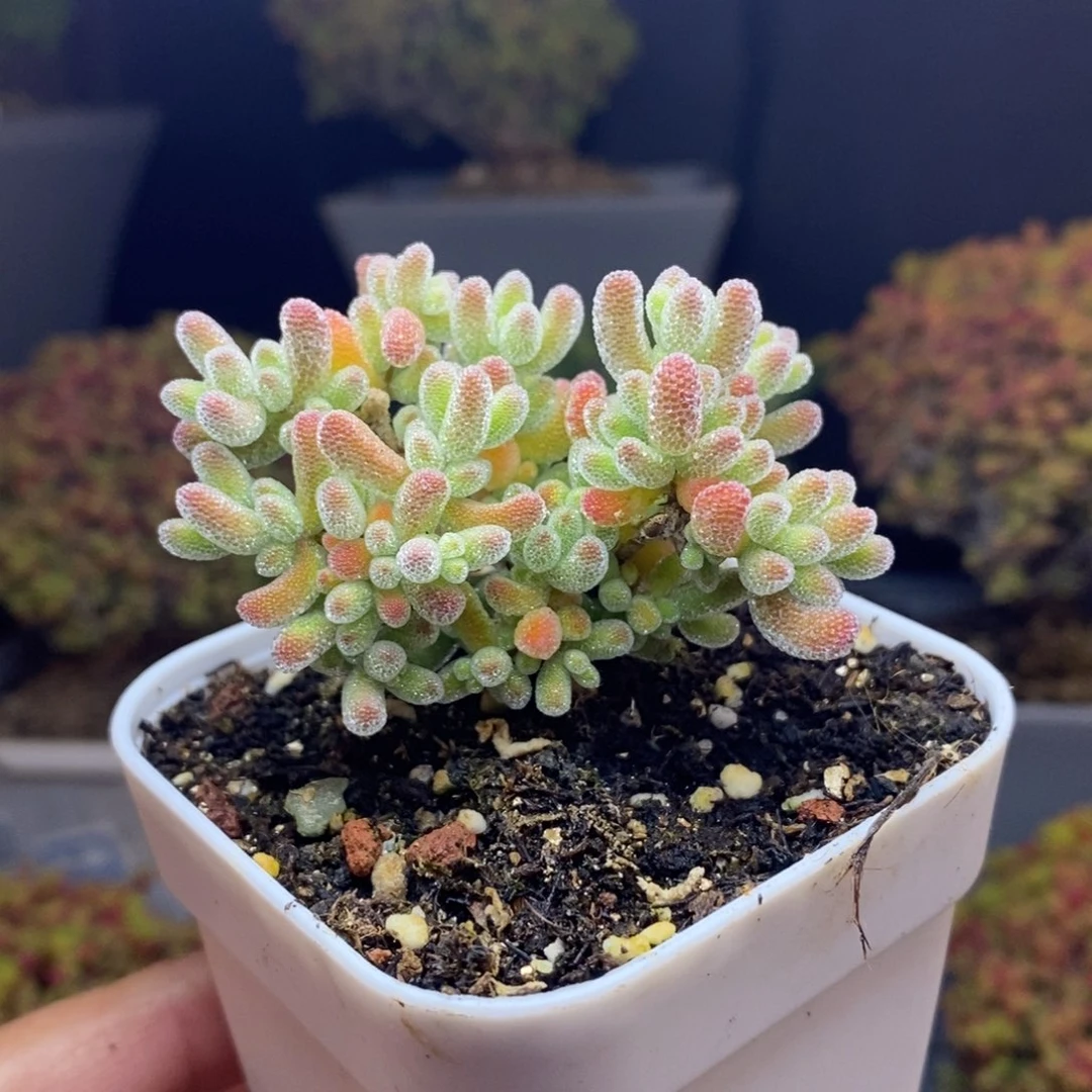 无花朵10号优选冰晶枝干