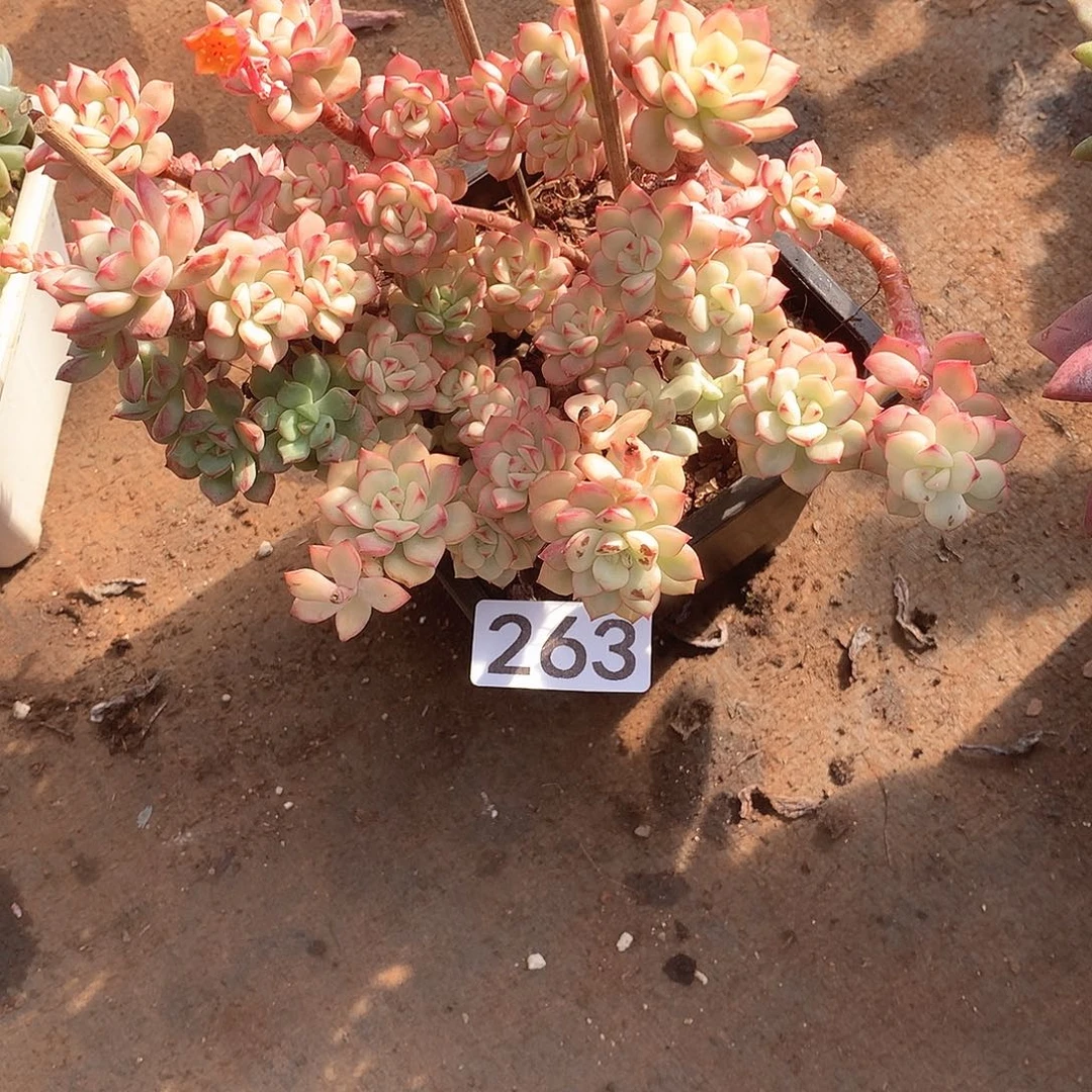 263 一物一拍多肉