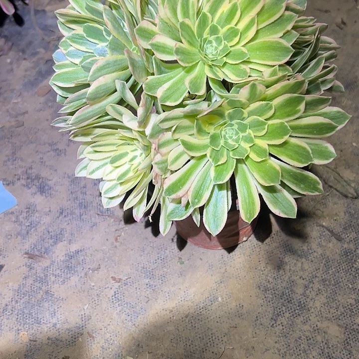 法师链接一物一拍23