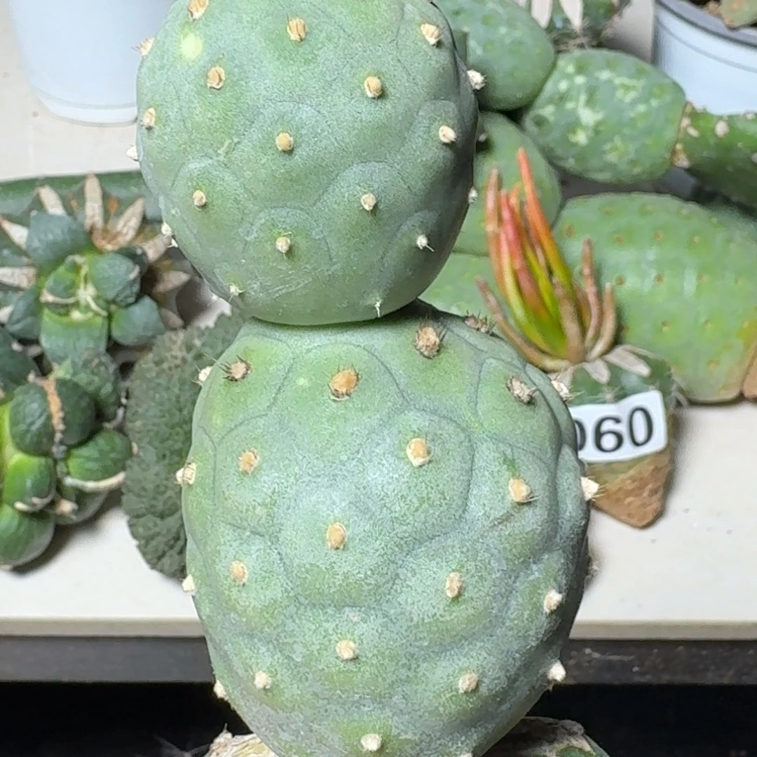 【闪购商品】无花朵下播福利113