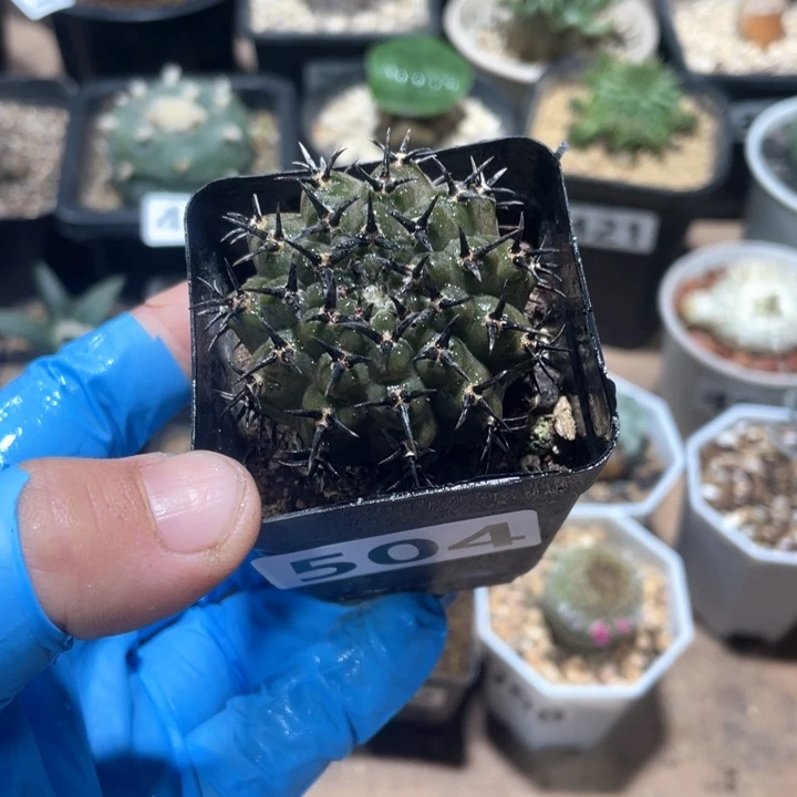 504黑刺凤头仙人球