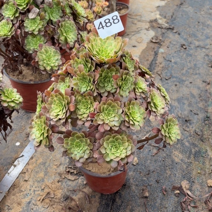 红铜壶中班锦多肉植物不包损488