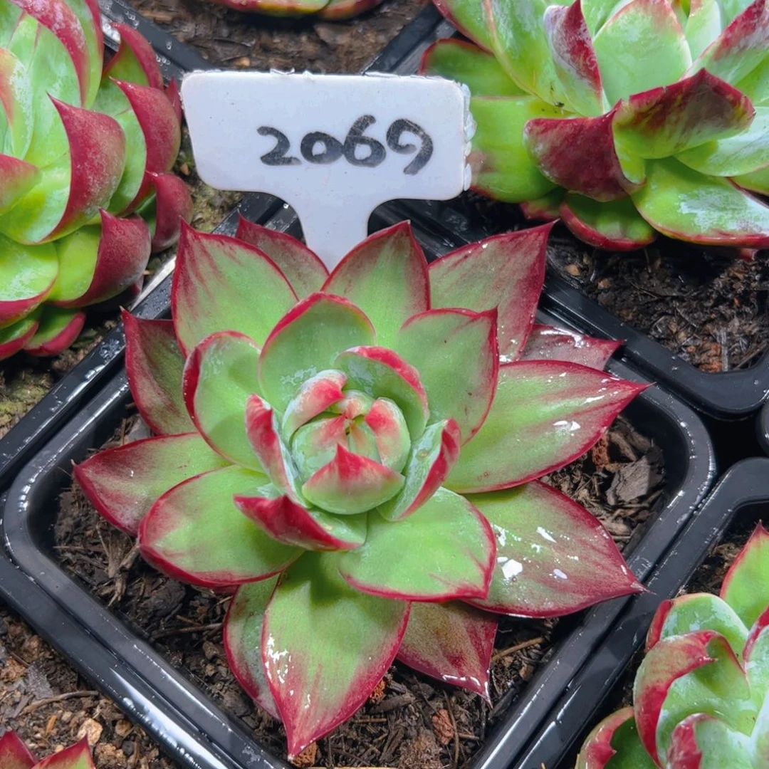 惊鸿仙子一物一拍2069号