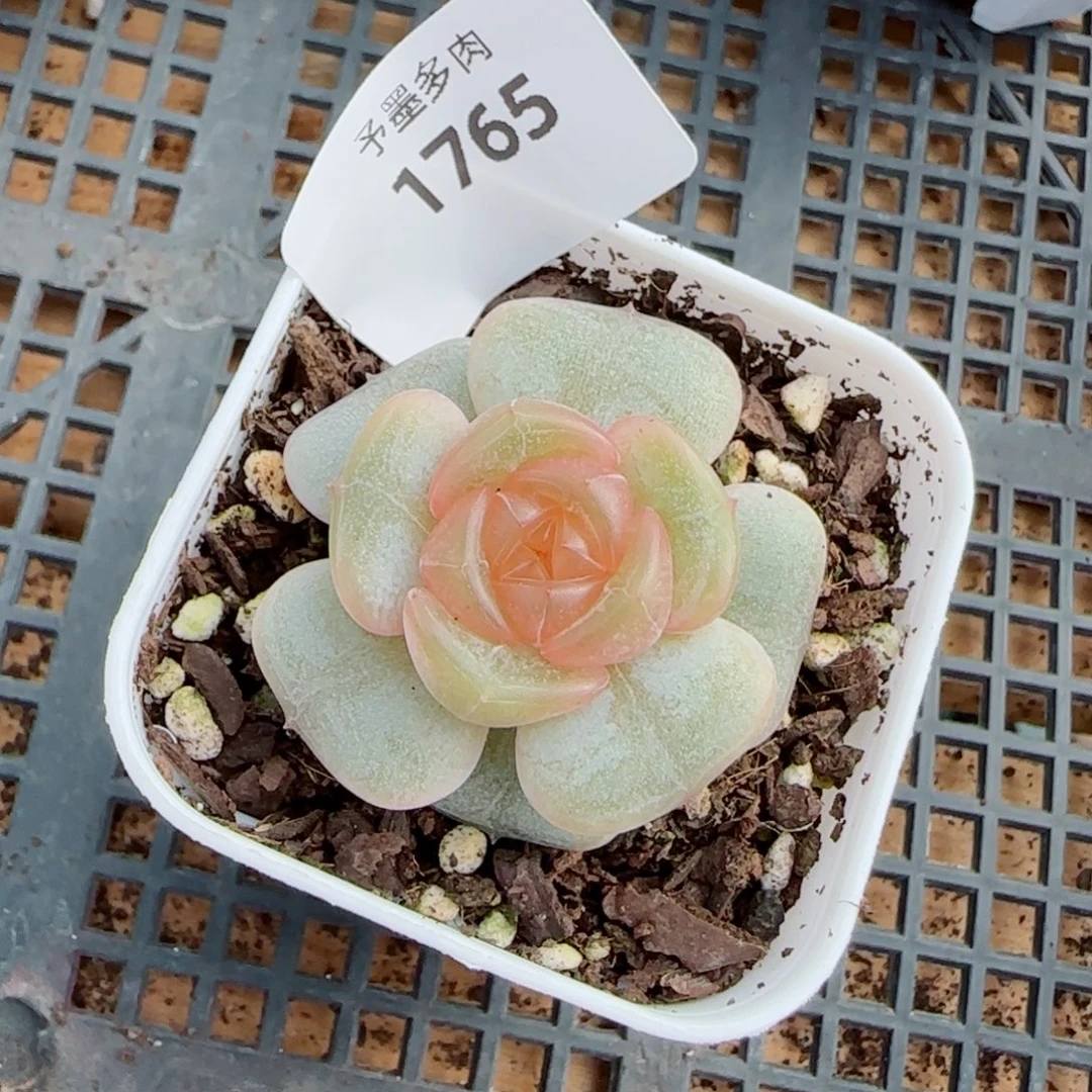 宫花，1765多肉植物