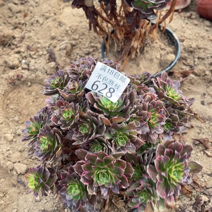 628安娜手捧1北法师