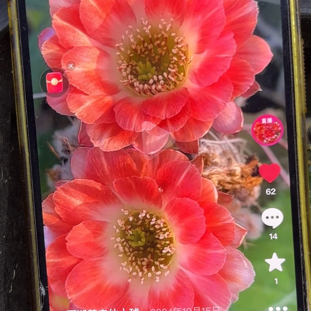 德一丽花侧牙20包邮仙人球15