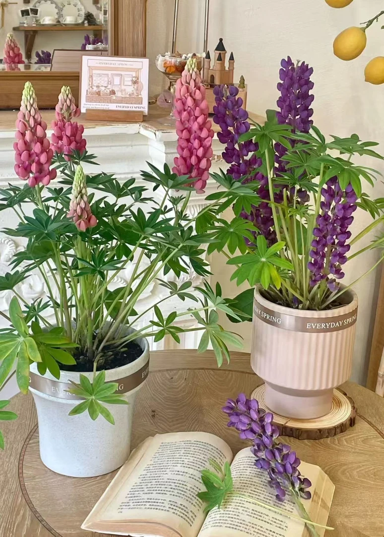 【鲁冰花】室内外盆栽