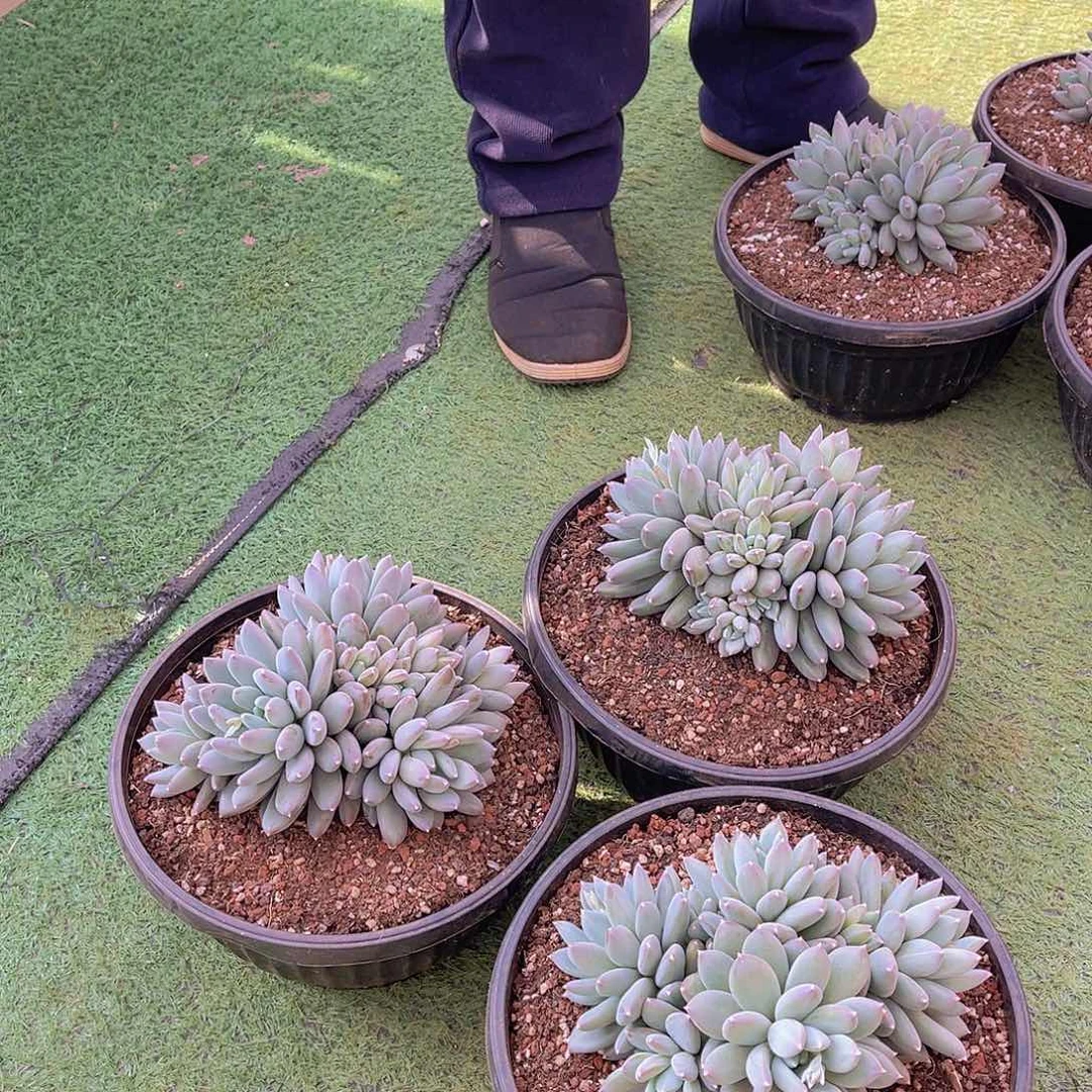 ㊗️**多肉天使之痕栋三颗