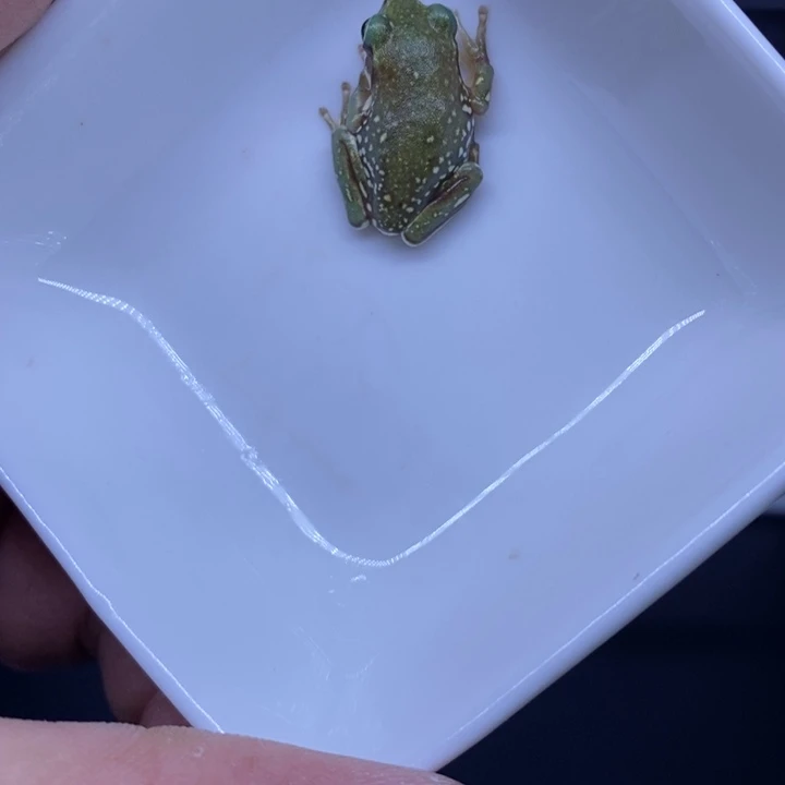 老爷树蛙奥蓝金娃3