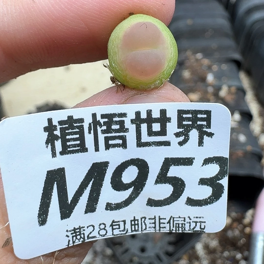多肉植物的润泽和d