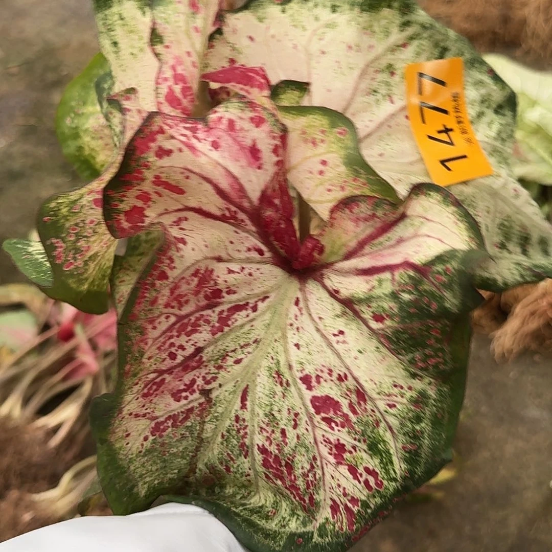 完全开放1477胡椒薄荷裸球不售后