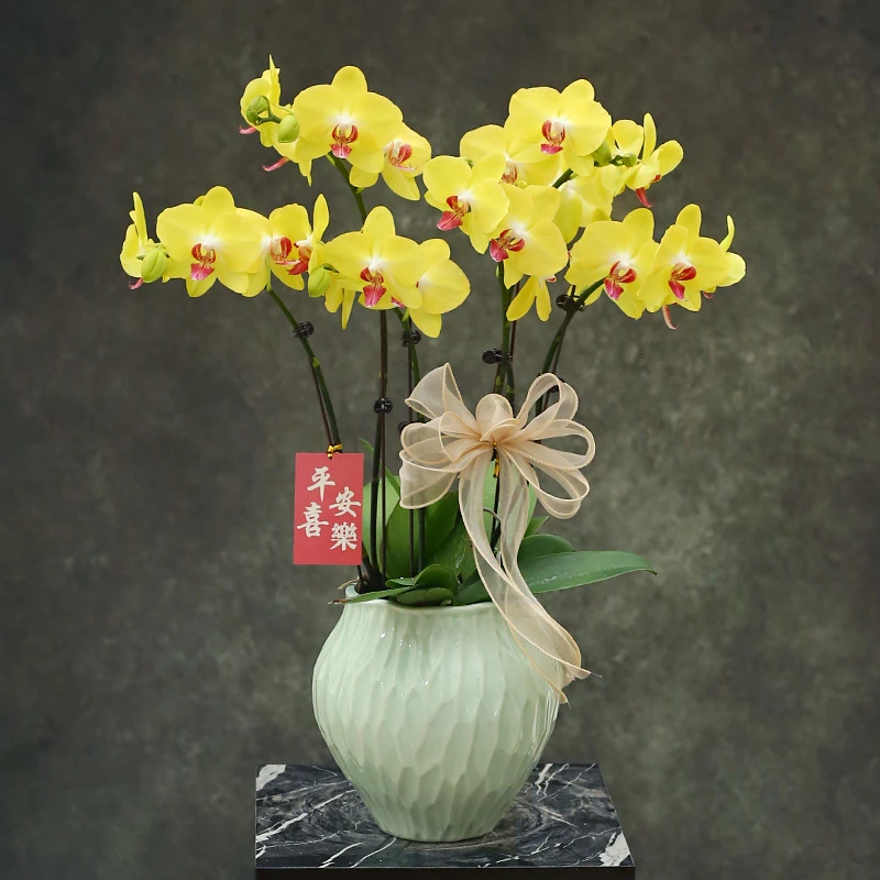 蝴蝶兰【大黄蜂】 带花带盆组好年宵花婚礼送礼茶桌客厅美化装饰