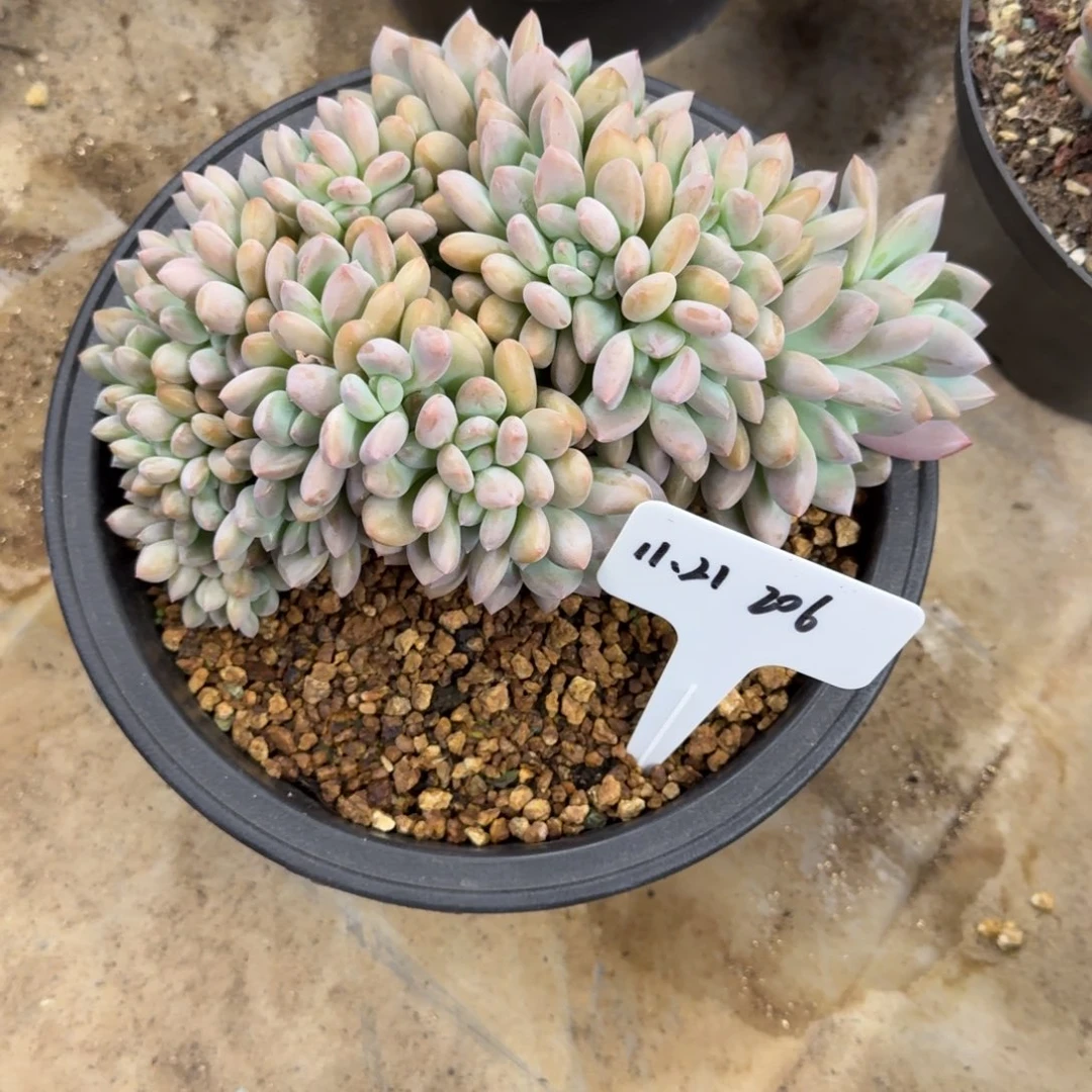 树***宝一物一拍奥普缀206