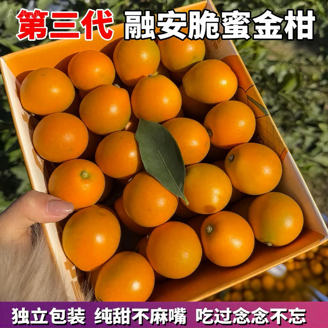 三代脆蜜金柑精选中大果2斤3斤纯甜广西融安脆蜜金桔现摘新鲜水果