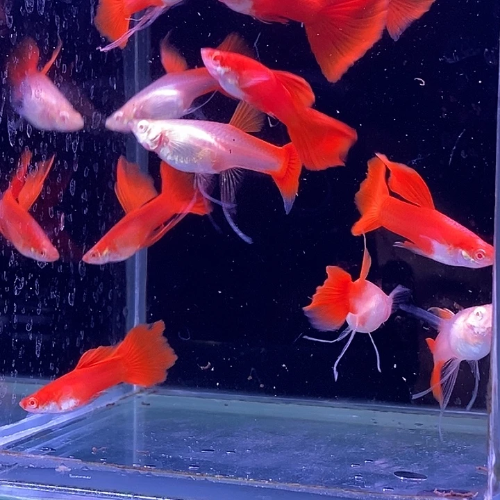 孔雀鱼血红飘5对孔雀