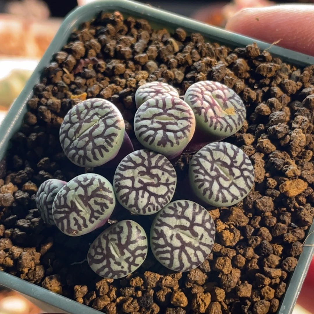 墨粗纹植物一物一拍