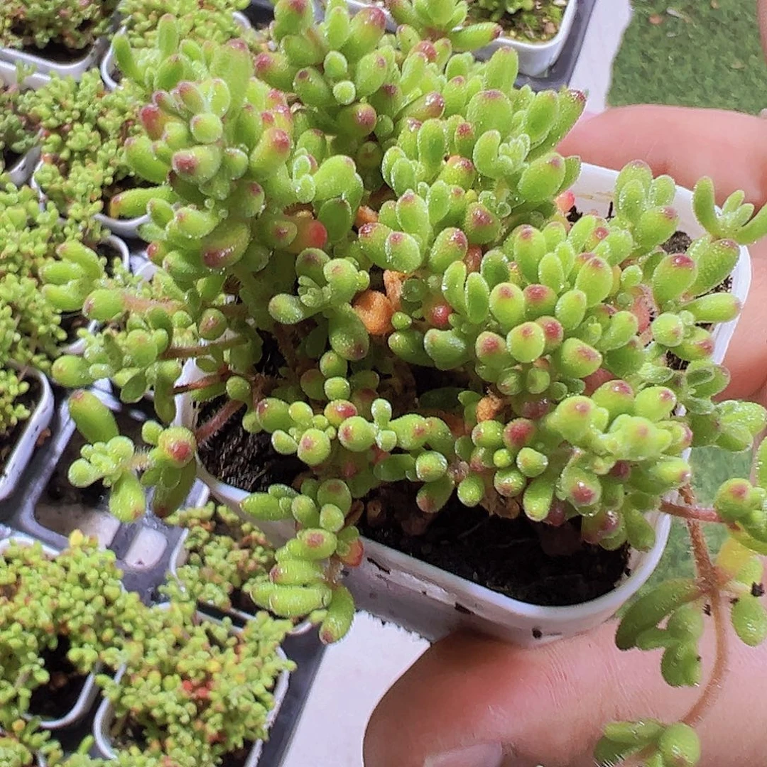 5.5厘米盆红宝石枝干19包