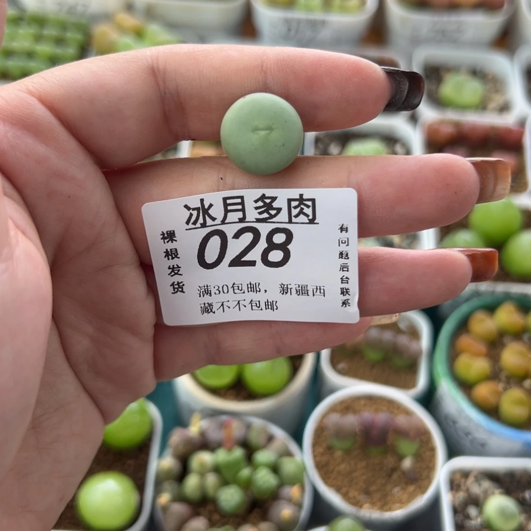 学***姐028红嘴一颗裸根发货