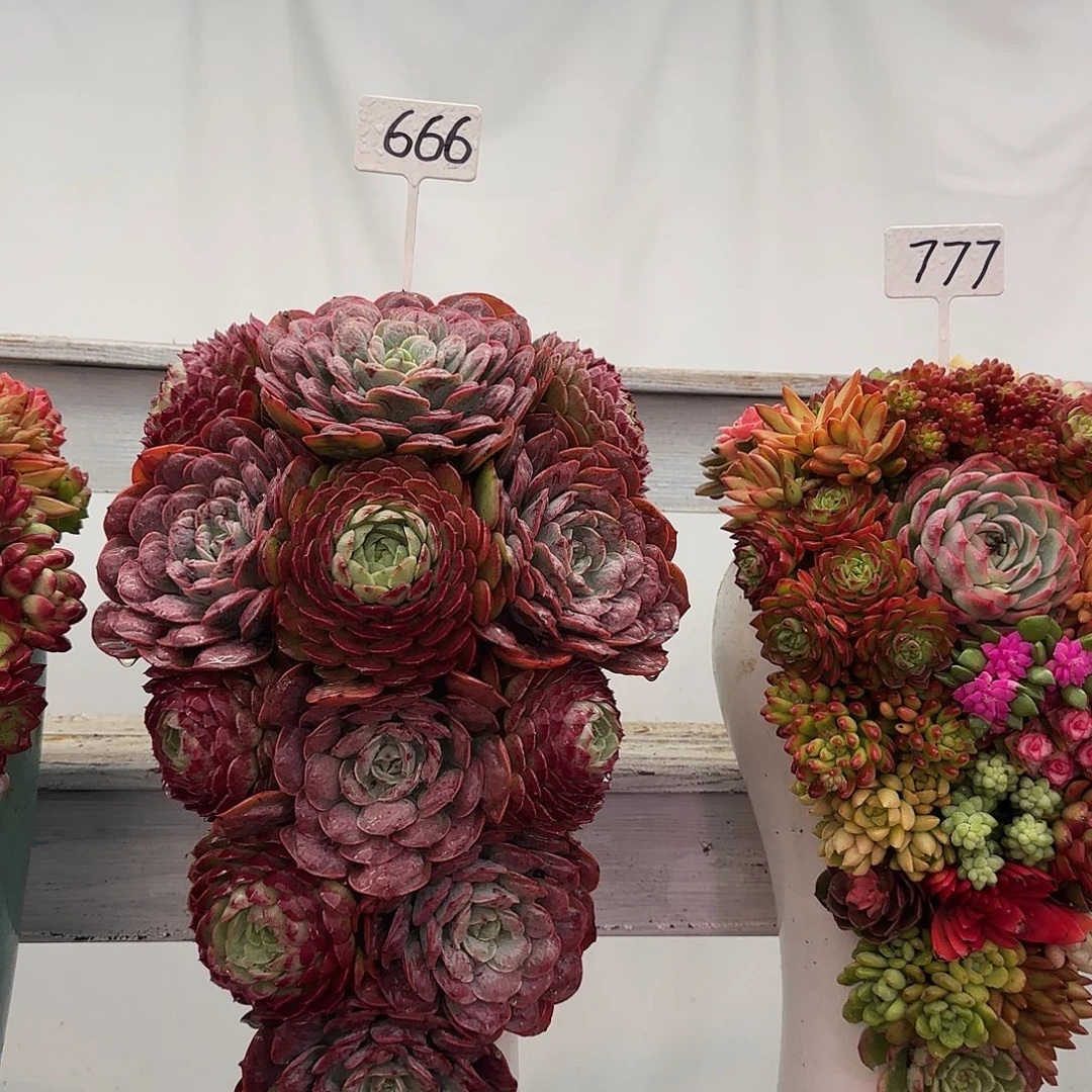 这个是真50的公分的