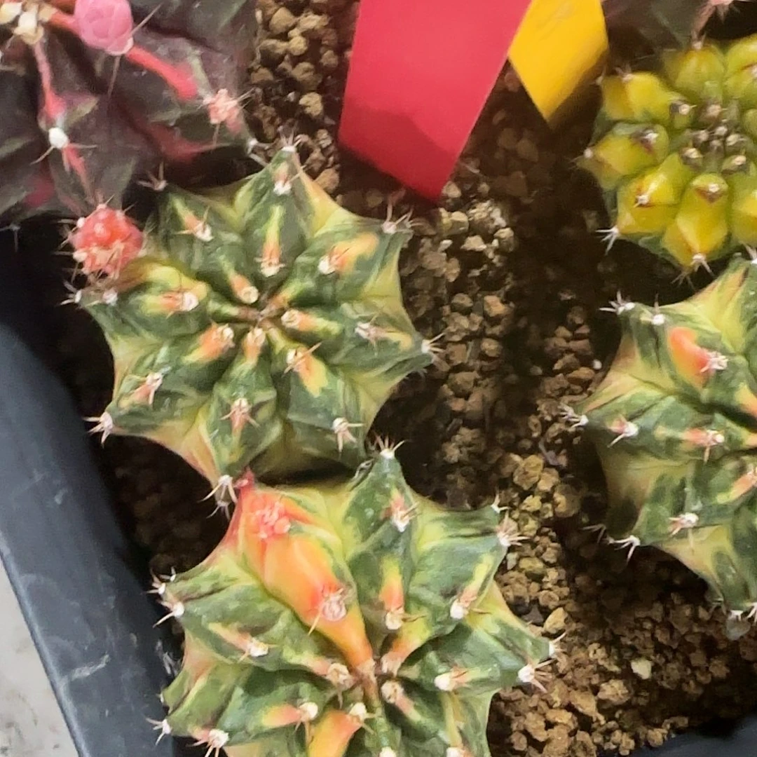 L747-0103泰国发货 luna