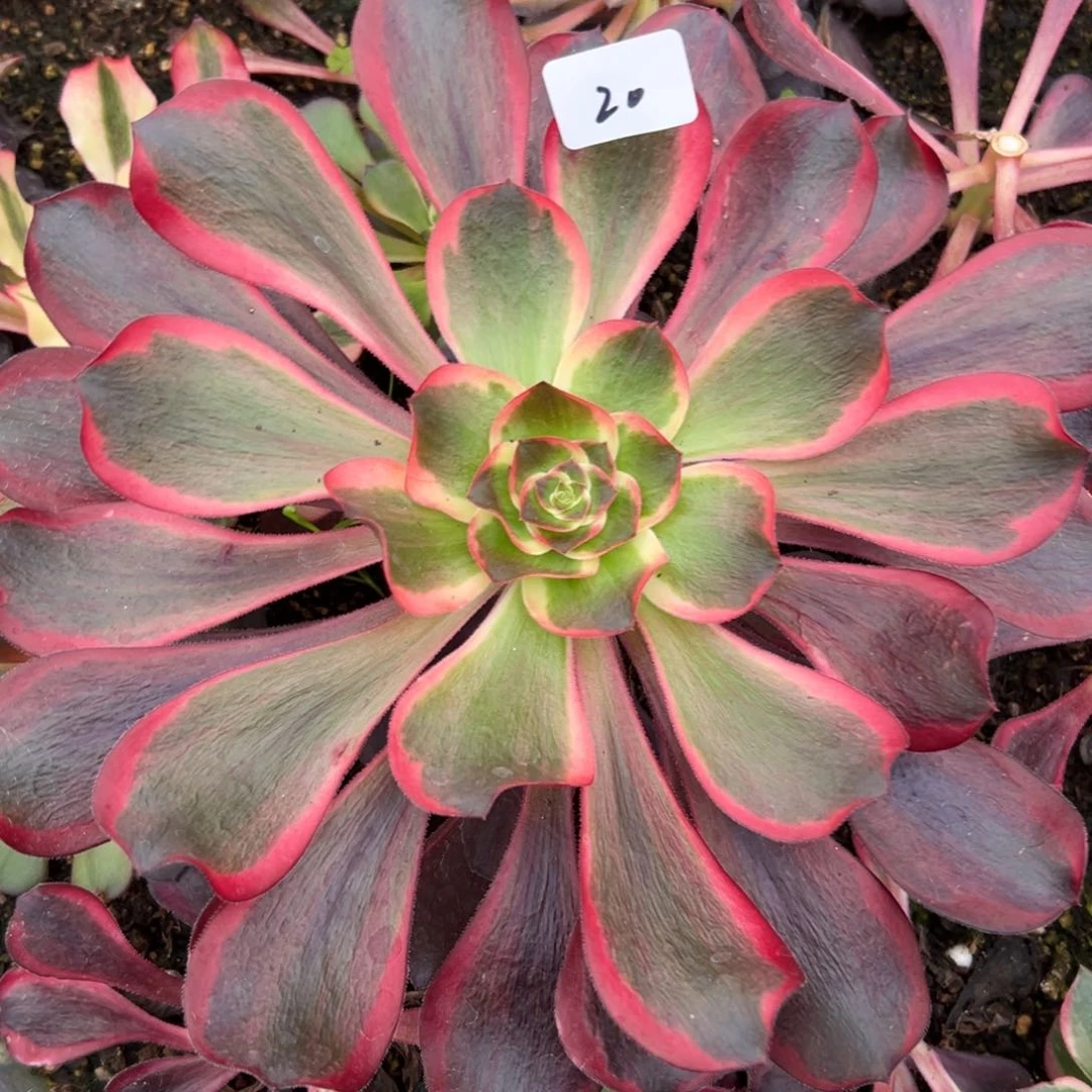 20红魔头多肉植物系