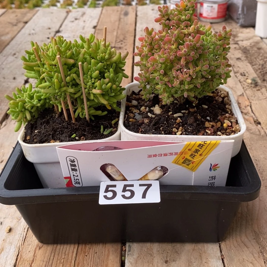 枝干番杏多肉植物557