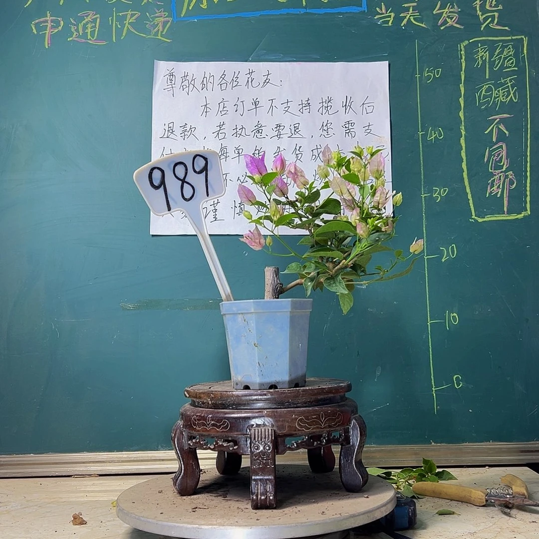 当前无花栽培后可以开花雪紫 大宝989