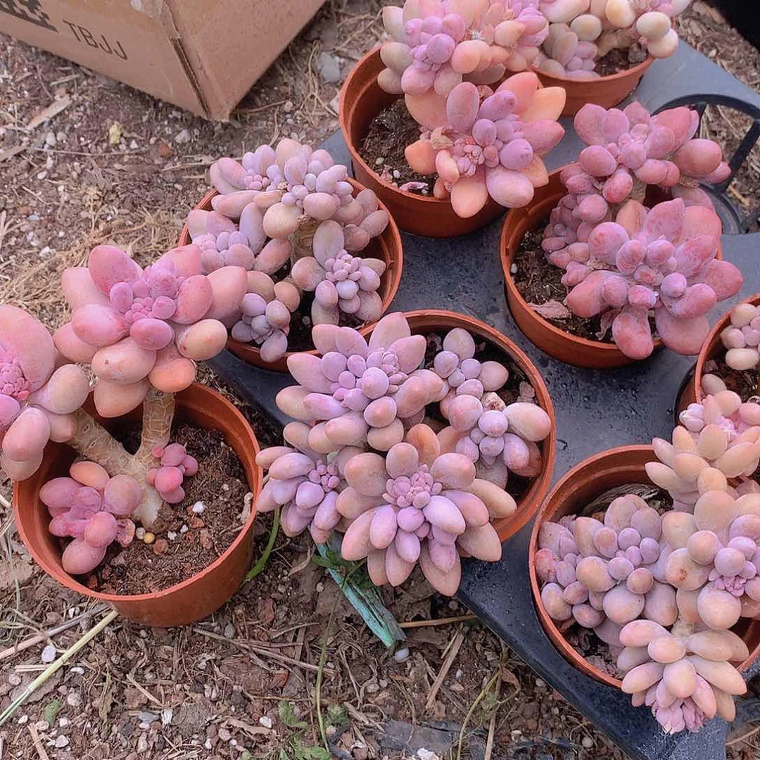 两颗粉色恋人23456788999