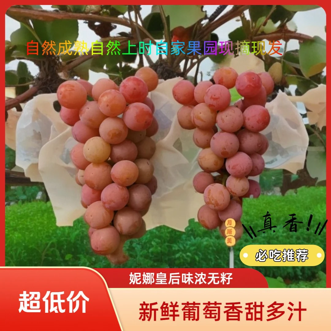 新鲜现采妮娜皇后葡萄无籽香甜多汁酒香味浓郁顺丰包邮