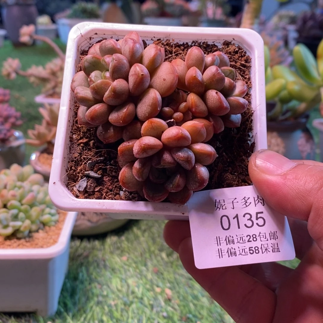 0135啊啊啊啊啊啊啊