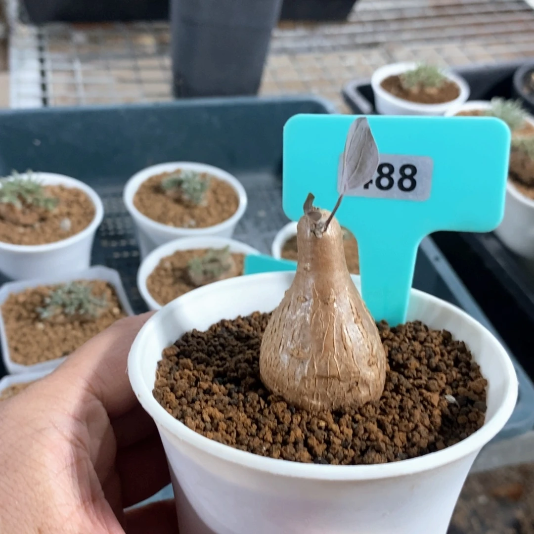 紫花厚炖菊多肉植物
