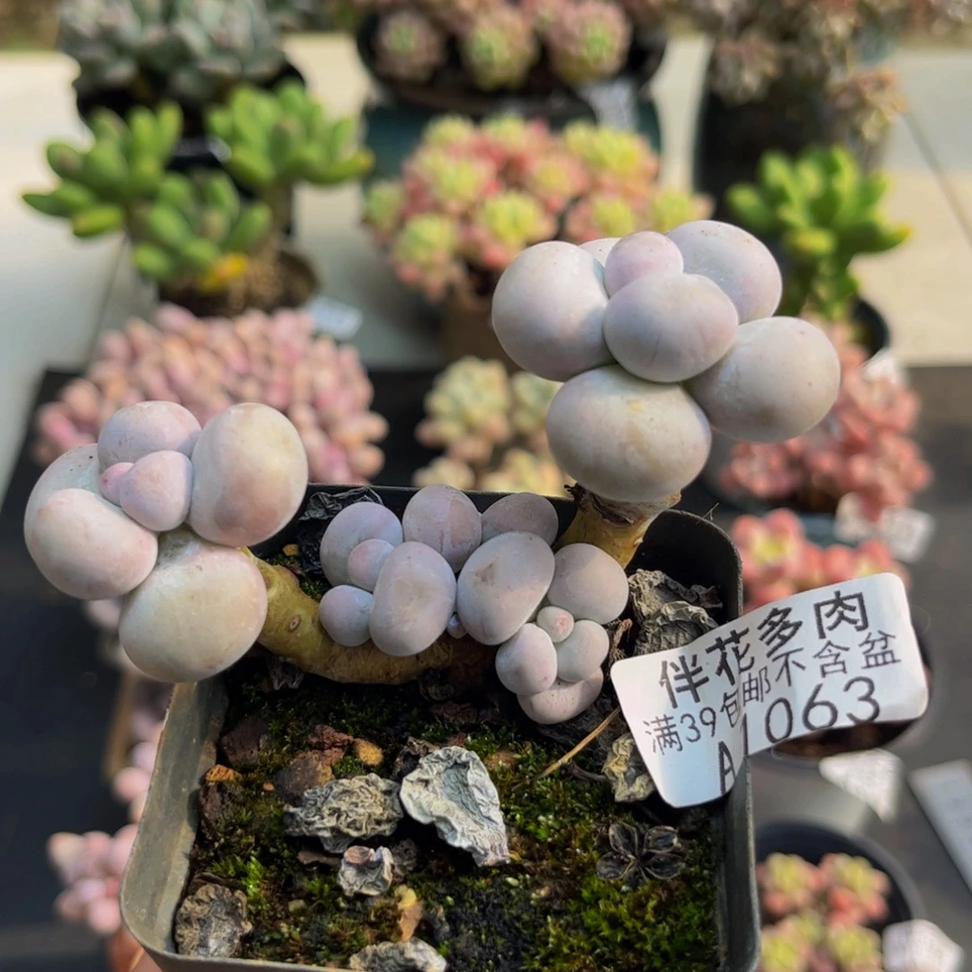 1063芭比奶酪6cm多肉
