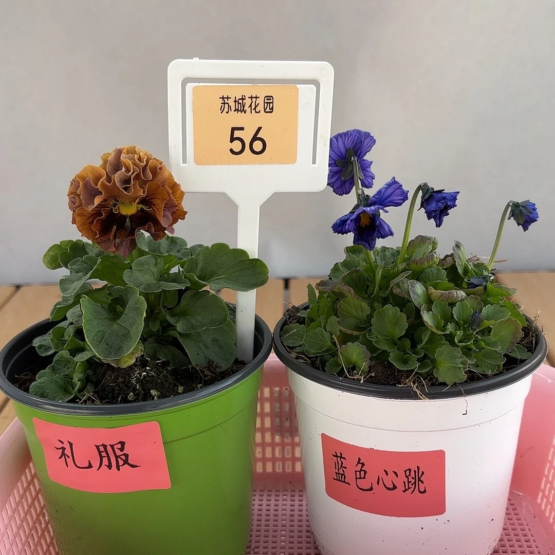 大部分开放少量花苞56