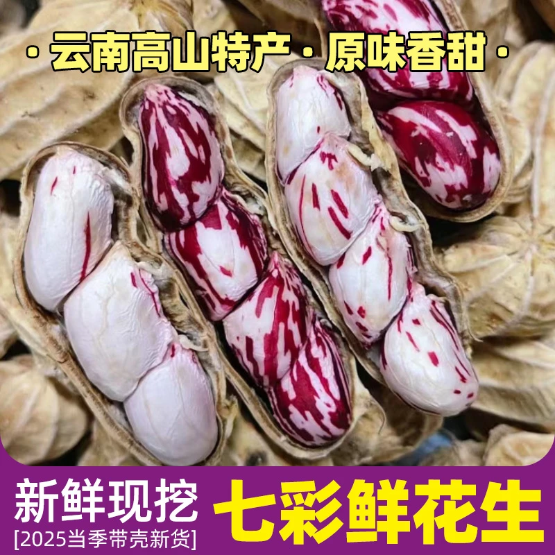 农家自种云南新鲜七彩花生 颗粒饱满水果花生 2斤/3斤/1斤手工挑