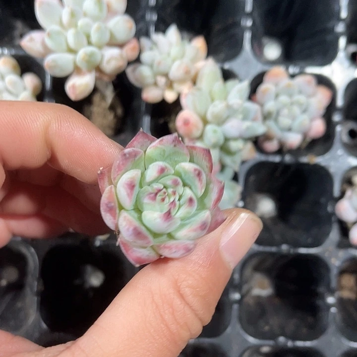 吉娃娃多肉满9.9包邮