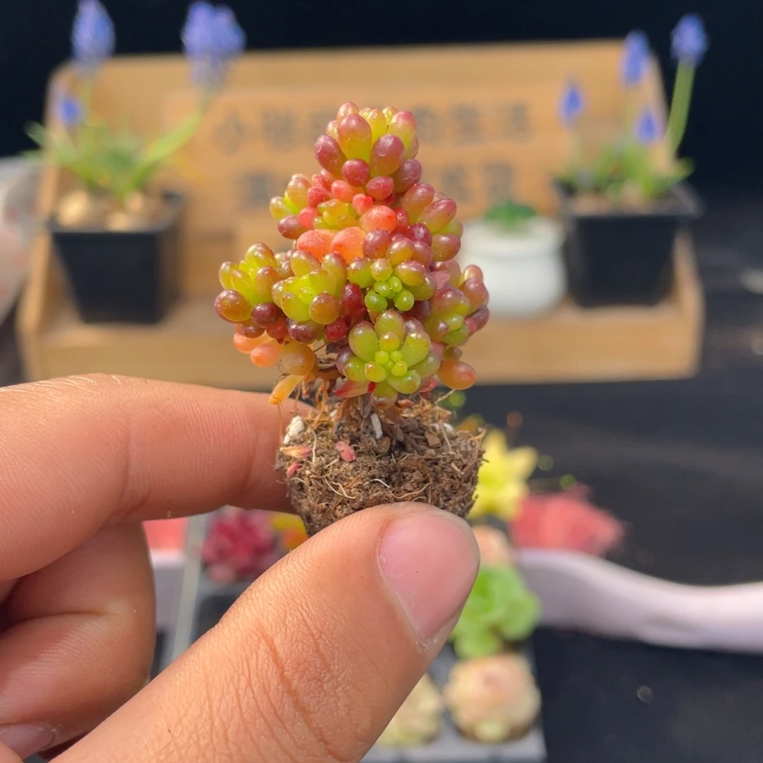 浆果多肉9.9包邮发货